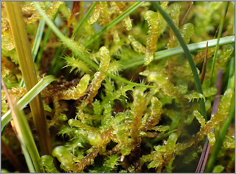 Scorpidium cossonii, Intermediate Hook-moss