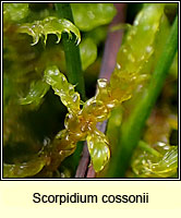 Scorpidium cossonii, Intermediate Hook-moss