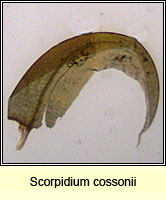 Scorpidium cossonii, Intermediate Hook-moss