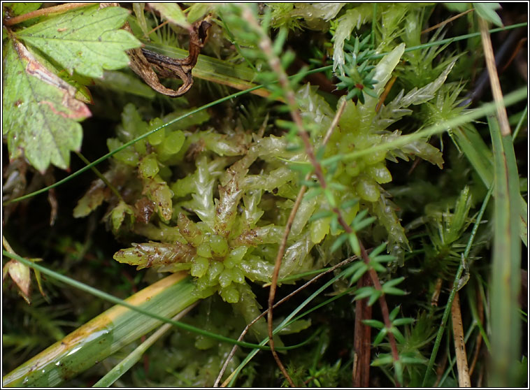 Sphagnum palustre, Blunt-leaved Bog-moss