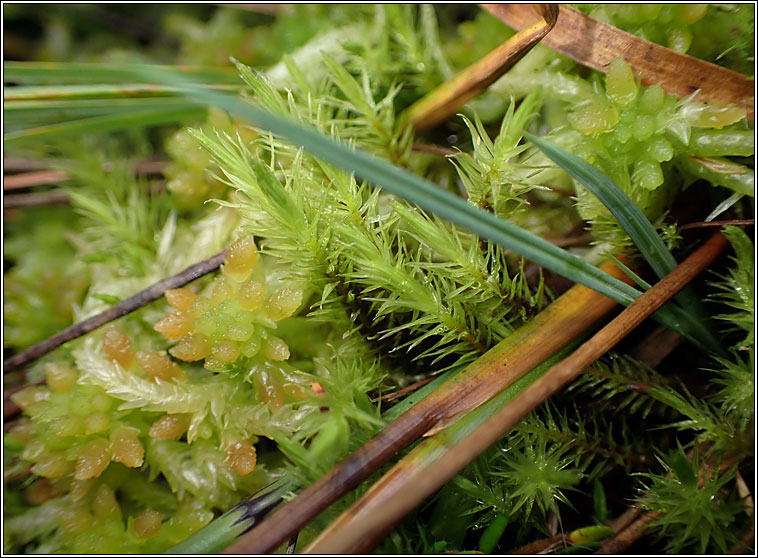 Sphagnum palustre, Blunt-leaved Bog-moss