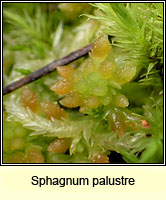 Sphagnum palustre, Blunt-leaved Bog-moss