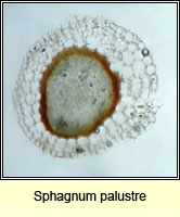 Sphagnum palustre, Blunt-leaved Bog-moss