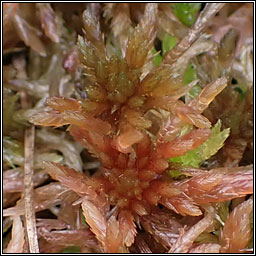 Sphagnum subnitens, Lustrous Bog-moss