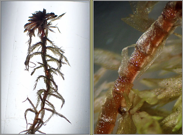 Sphagnum subnitens, Lustrous Bog-moss