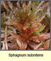 Sphagnum subnitens, Lustrous Bog-moss