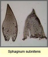 Sphagnum subnitens, Lustrous Bog-moss