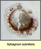 Sphagnum subnitens, Lustrous Bog-moss