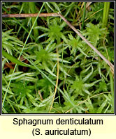 Sphagnum denticulatum, Cow-horn Bog-moss