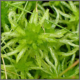 Sphagnum denticulatum, Cow-horn Bog-moss