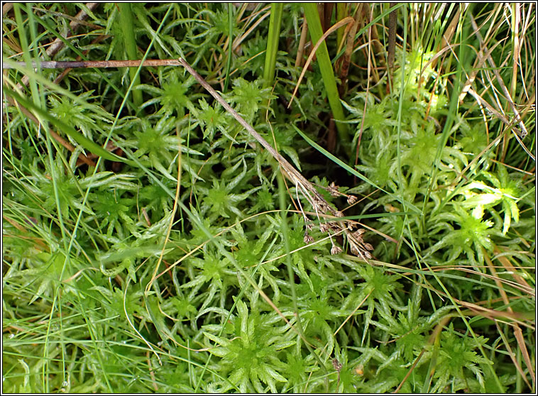 Sphagnum denticulatum, Cow-horn Bog-moss