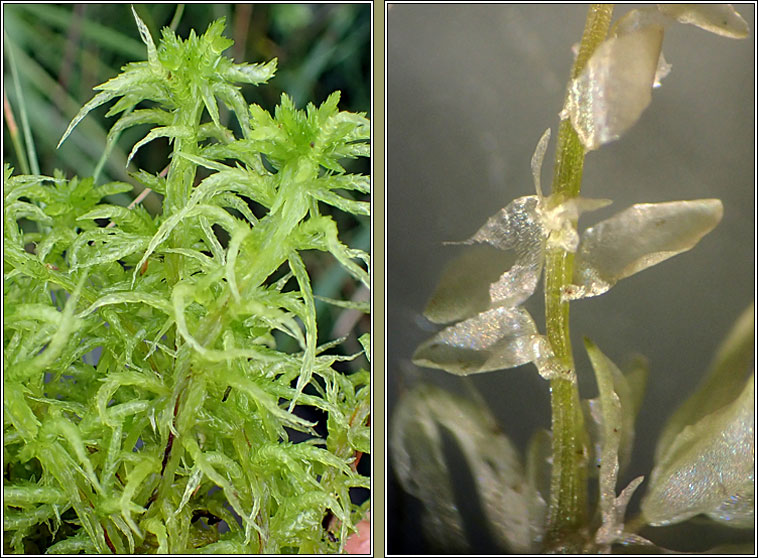 Sphagnum denticulatum, Cow-horn Bog-moss