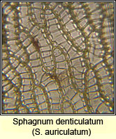 Sphagnum denticulatum, Cow-horn Bog-moss