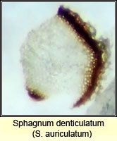 Sphagnum denticulatum, Cow-horn Bog-moss