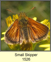 Small Skipper, Thymelicus sylvestris