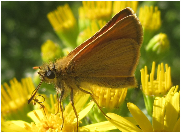 Small Skipper, Thymelicus sylvestris