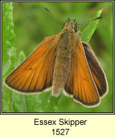 Essex Skipper, Thymelicus lineola