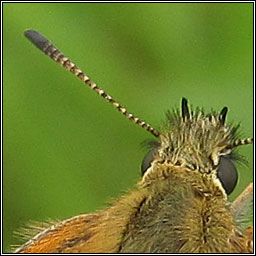 Essex Skipper, Thymelicus lineola