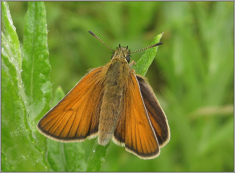 Essex Skipper, Thymelicus lineola