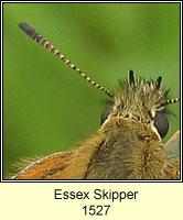 Essex Skipper, Thymelicus lineola