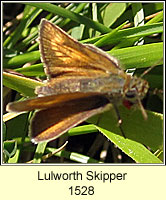 Lulworth Skipper, Thymelicus acteon