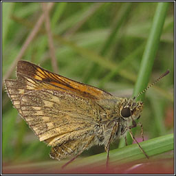 Large Skipper, Ochlodes sylvanus