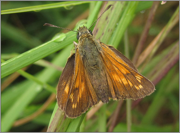 Large Skipper, Ochlodes sylvanus