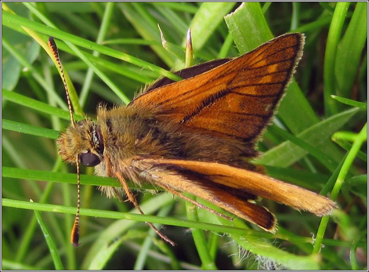 Large Skipper, Ochlodes sylvanus