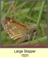 Large Skipper, Ochlodes sylvanus