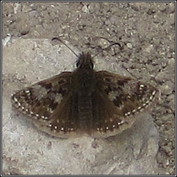 Dingy Skipper, Erynnis tages