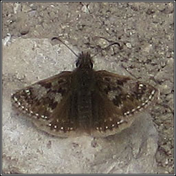 Dingy Skipper, Erynnis tages