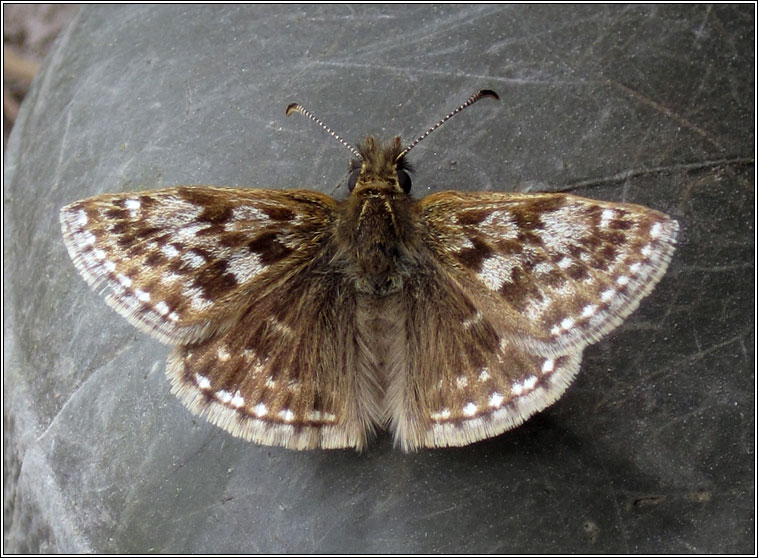 Dingy Skipper, Erynnis tages