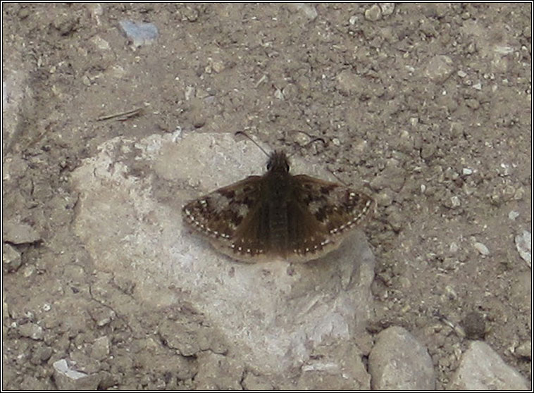 Dingy Skipper, Erynnis tages