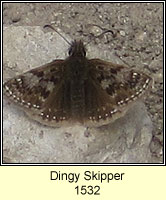 Dingy Skipper, Erynnis tages