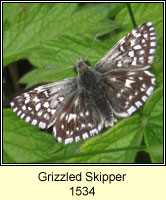 Grizzled Skipper, Pyrgus malvae