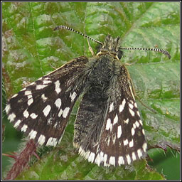 Grizzled Skipper, Pyrgus malvae