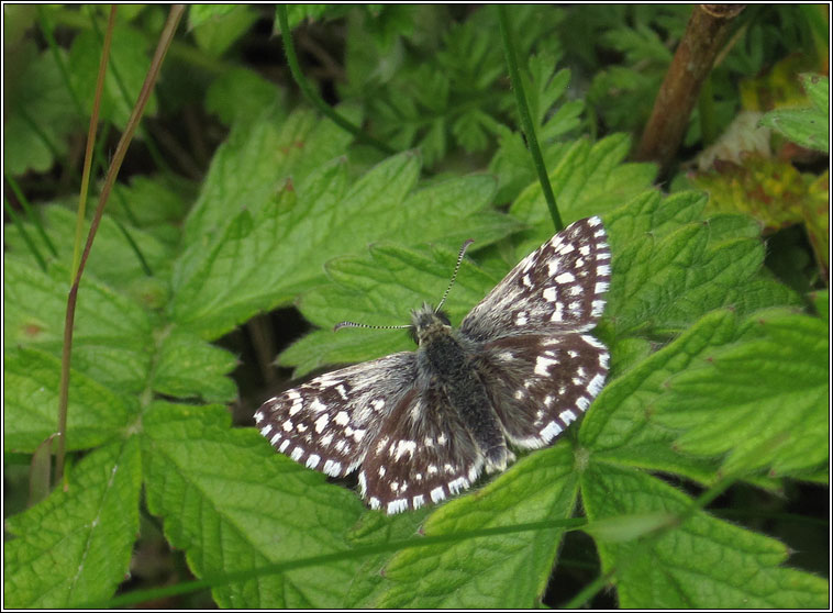 Grizzled Skipper, Pyrgus malvae