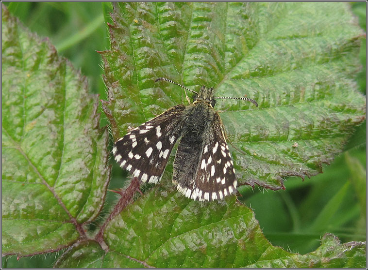 Grizzled Skipper, Pyrgus malvae