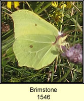 Brimstone, Gonopteryx rhamni