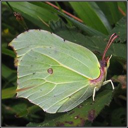 Brimstone, Gonopteryx rhamni