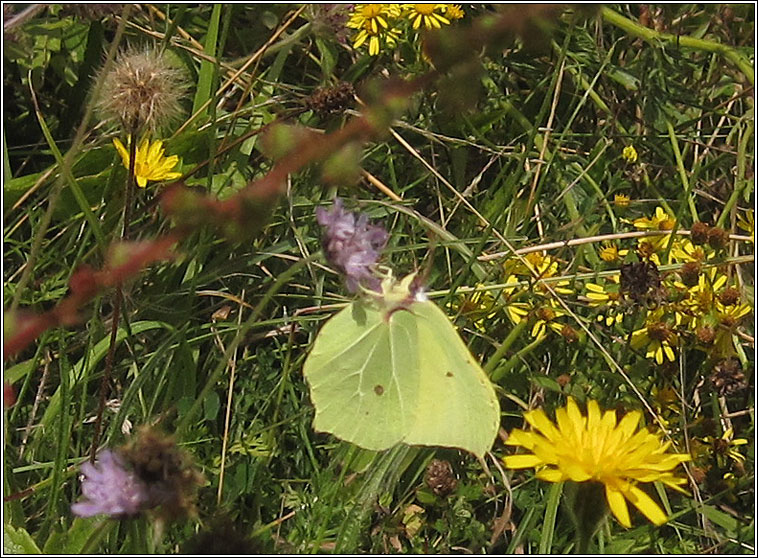 Brimstone, Gonopteryx rhamni