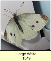 Large White, Pieris brassicae