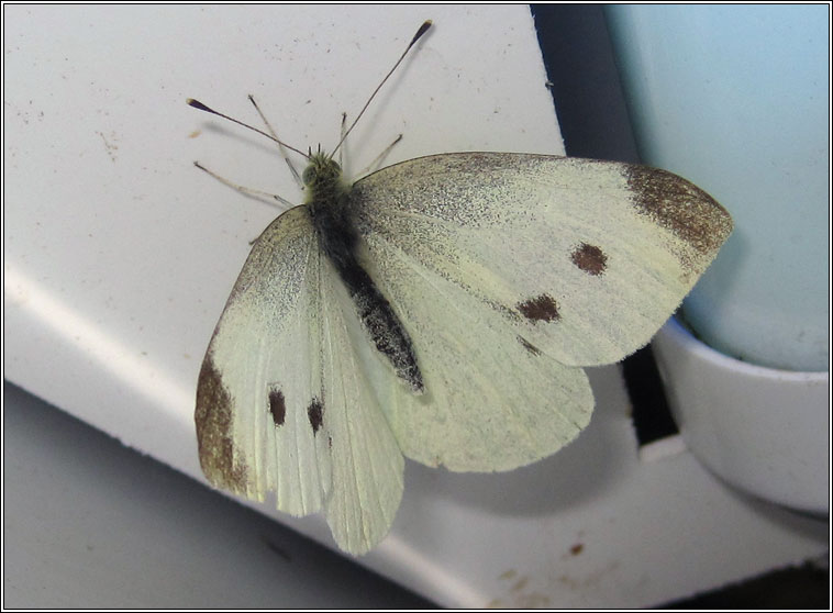 Large White, Pieris brassicae