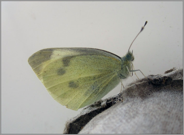 Large White, Pieris brassicae