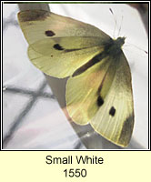 Small White, Pieris rapae