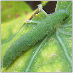 Small White, Pieris rapae