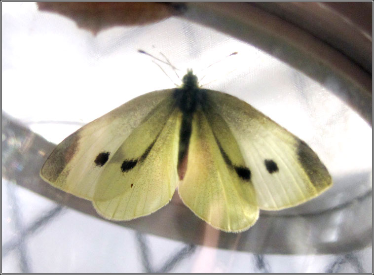 Small White, Pieris rapae