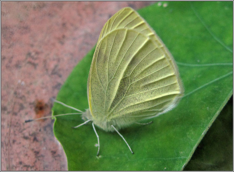 Small White, Pieris rapae