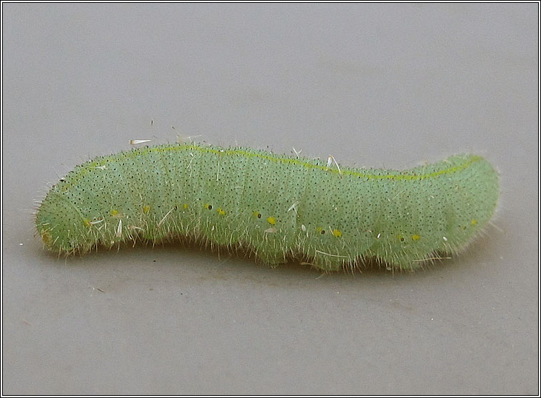 Small White, Pieris rapae