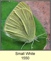 Small White, Pieris rapae